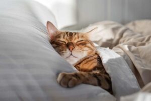 I gatti dormono quasi sempre sul lato sinistro: ecco perché