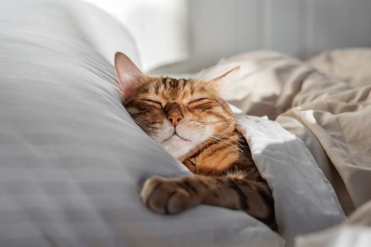 I gatti dormono quasi sempre sul lato sinistro: ecco perché
